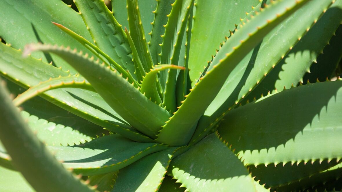 Aloe im Hondrofrost