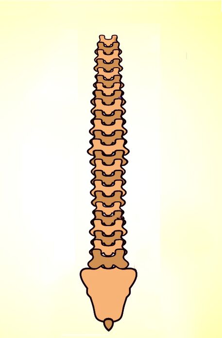 Wirbelsäulenstruktur
